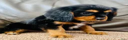 Cavalier King Charles Spaniel dogs for sale: K.C registered Black n Tan Cavalier King Charles - Advert 14