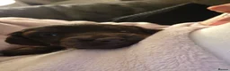 Cockapoo dogs for sale: Beautiful Chocolate Cockapoos  in Stafford - Advert 9