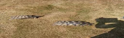 Tortoise reptiles for sale: 2 Adult Marginated Tortoise in Lichfield - Advert 2