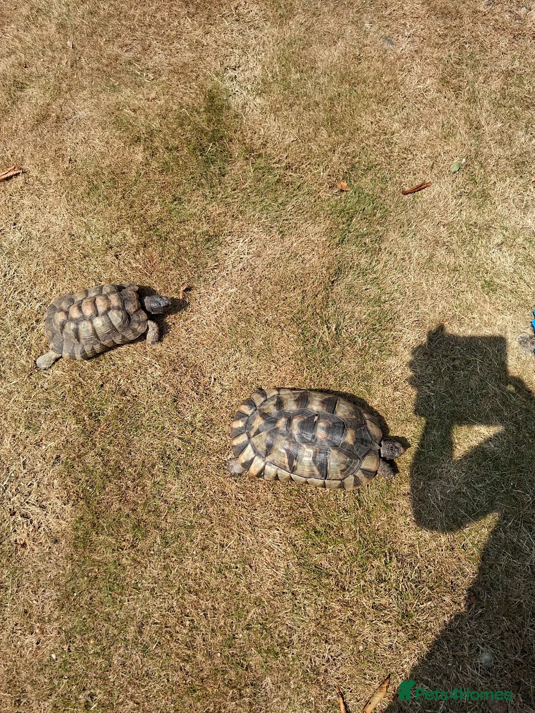 Tortoise reptiles for sale: 2 Adult Marginated Tortoise in Lichfield - Advert 2
