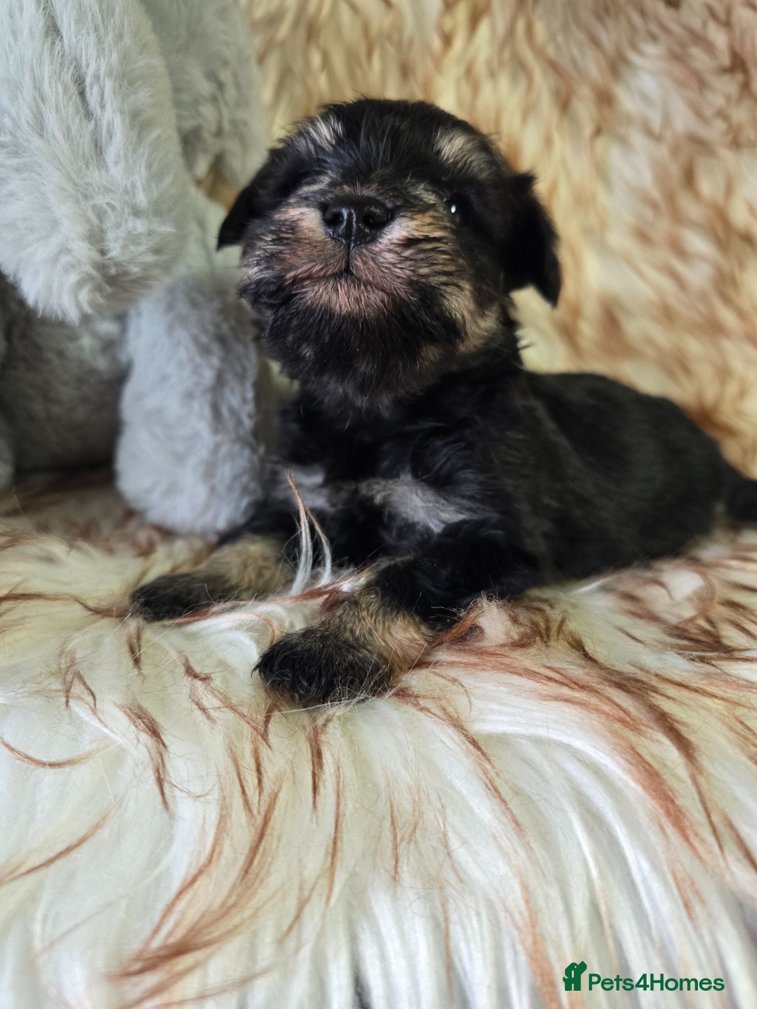 Miniature Schnauzer dogs Georgous Black &Silver Boy - Advert 3