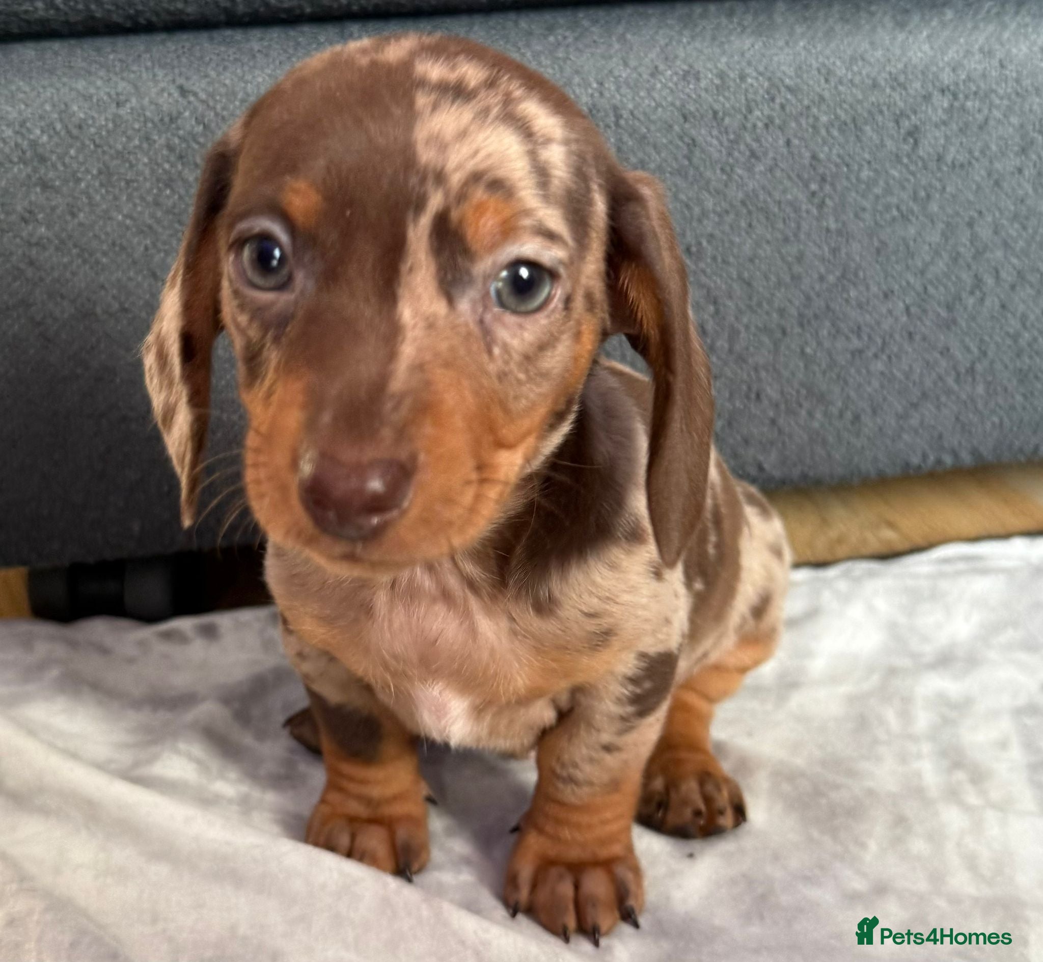 Dachshund dogs Gorgeous Dachshunds  - Advert 5