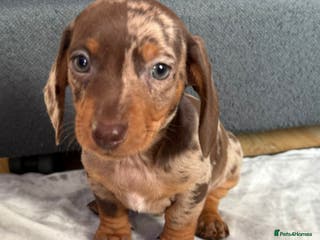 Dachshund dogs Gorgeous Dachshunds - Advert 5