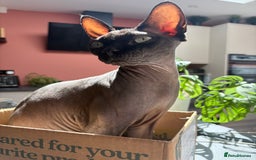 Sphynx cats for sale: Male Sphynx cat for sale 2 years old - Image 1