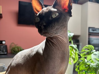 Sphynx cats for sale - Advert 1