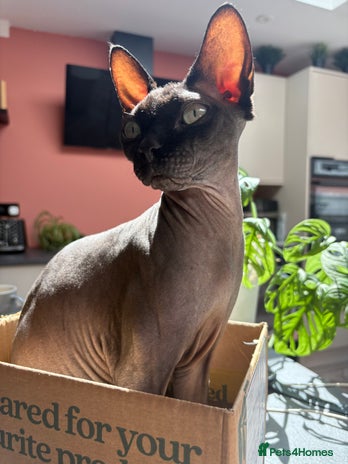 Sphynx cats - Advert 1