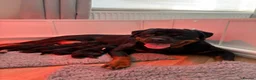 Rottweiler dogs for sale: ROTTWEILER PUPPIES 🐾 in Swansea - Advert 12
