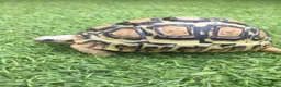 Tortoise reptiles for sale: 5 year old leopard tortoise in Cowbridge - Advert 2