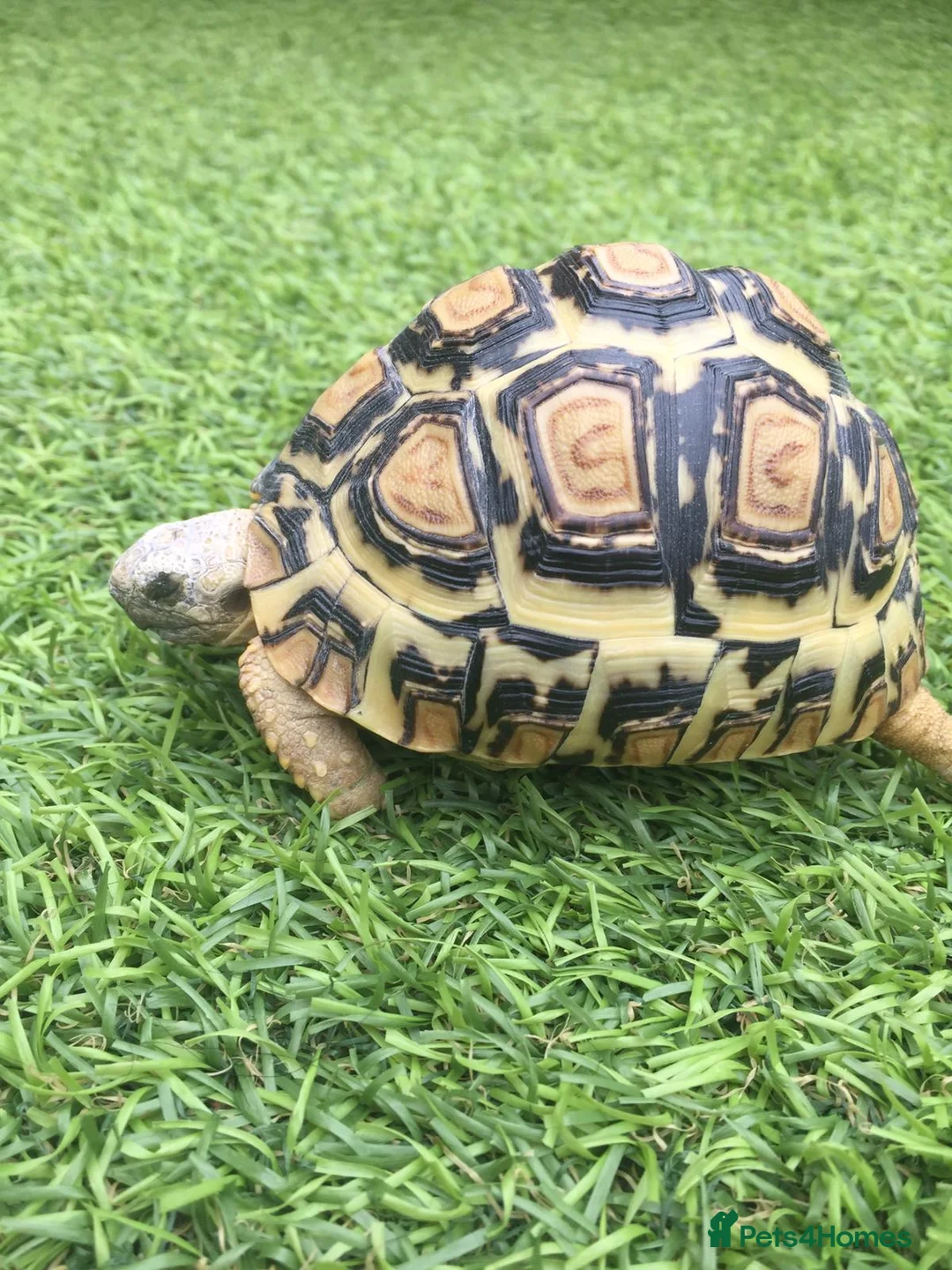 Tortoise reptiles for sale: 5 year old leopard tortoise in Cowbridge - Advert 2
