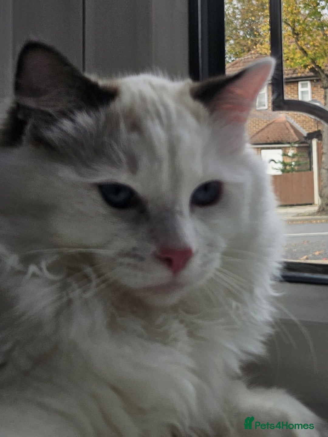 Ragdoll cats for sale: Meet Snow Our Sweet Ragdoll Looking for a New Home - Image 6