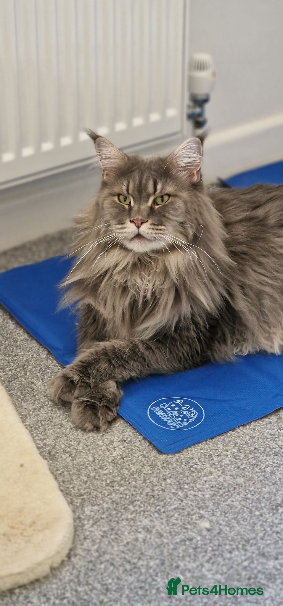 Maine Coon cats for sale: Stunning Dolly tica registered blue ticked tabby - Advert 2