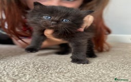 Mixed Breed cats for sale: 3 beautiful Norwegian forest x kittens boy SOLD!! - Image 9