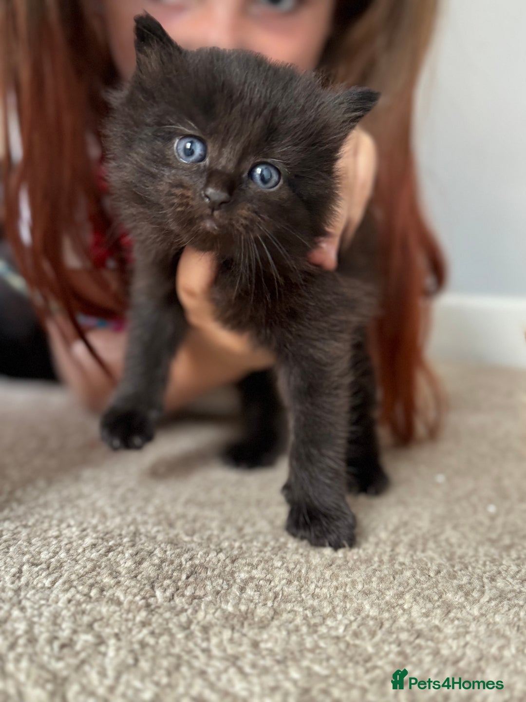Mixed Breed cats for sale: 3 beautiful Norwegian forest x kittens boy SOLD!! - Image 9