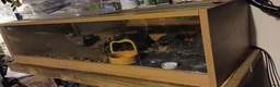 Leopard Gecko reptiles for sale: Juvenile Leopard Gecko and Set up in Wolverhampton - Advert 5