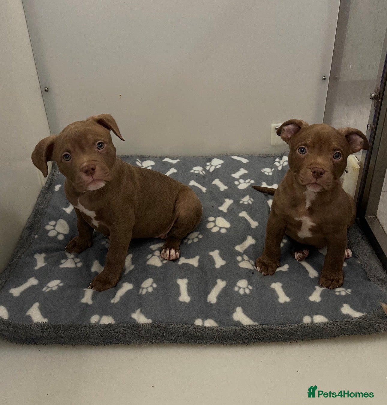 American Bully dogs Ready Now Male & Female Pocket bully import lines - Advert 13