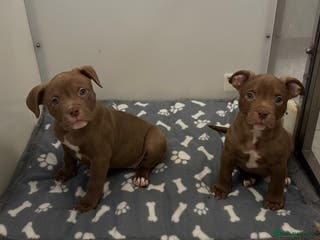 American Bully dogs Ready Now Male & Female Pocket bully import lines - Advert 4