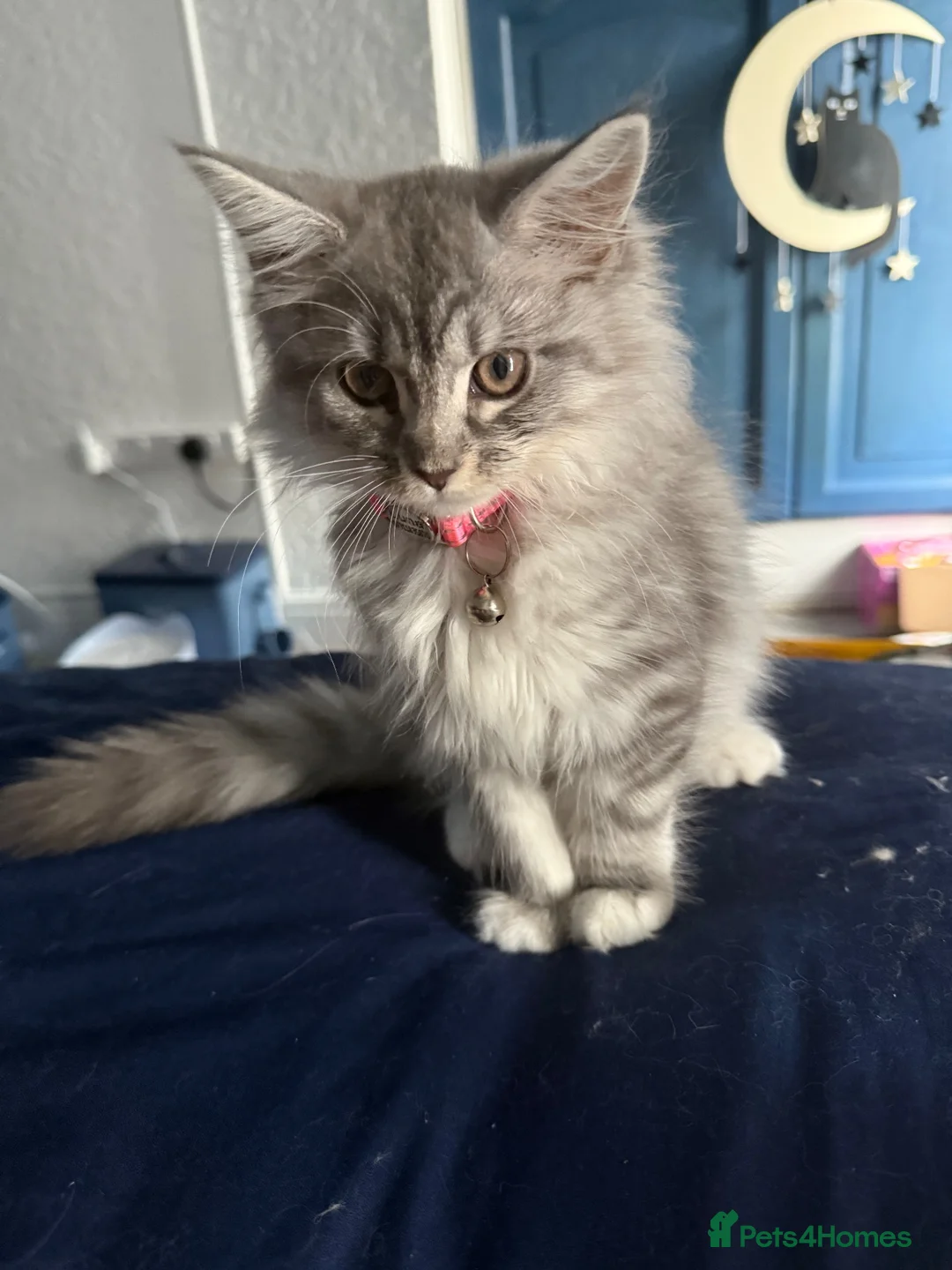 Mixed Breed cats for sale: Loving home wanted for Luna❤️ in Tonypandy - Advert 1