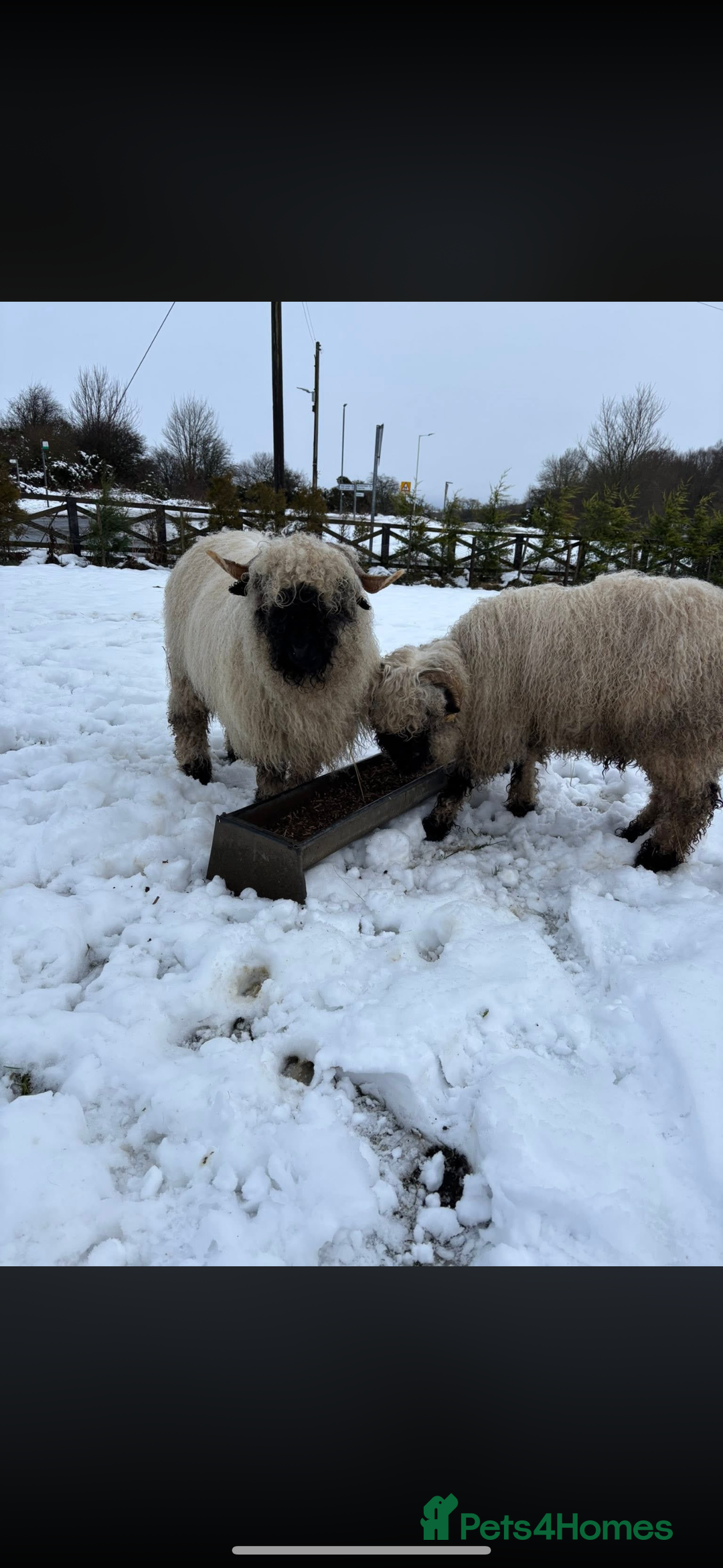 Sheep livestock for sale: Valais blacknose sheep 3year old  - Advert 3