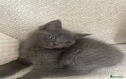 Ragdoll cats for sale: Cuddly & Sweet Ragdolls - Image 4