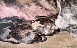 Whippet dogs for sale: Collie greyhound (GREYHOUND) - Image 12