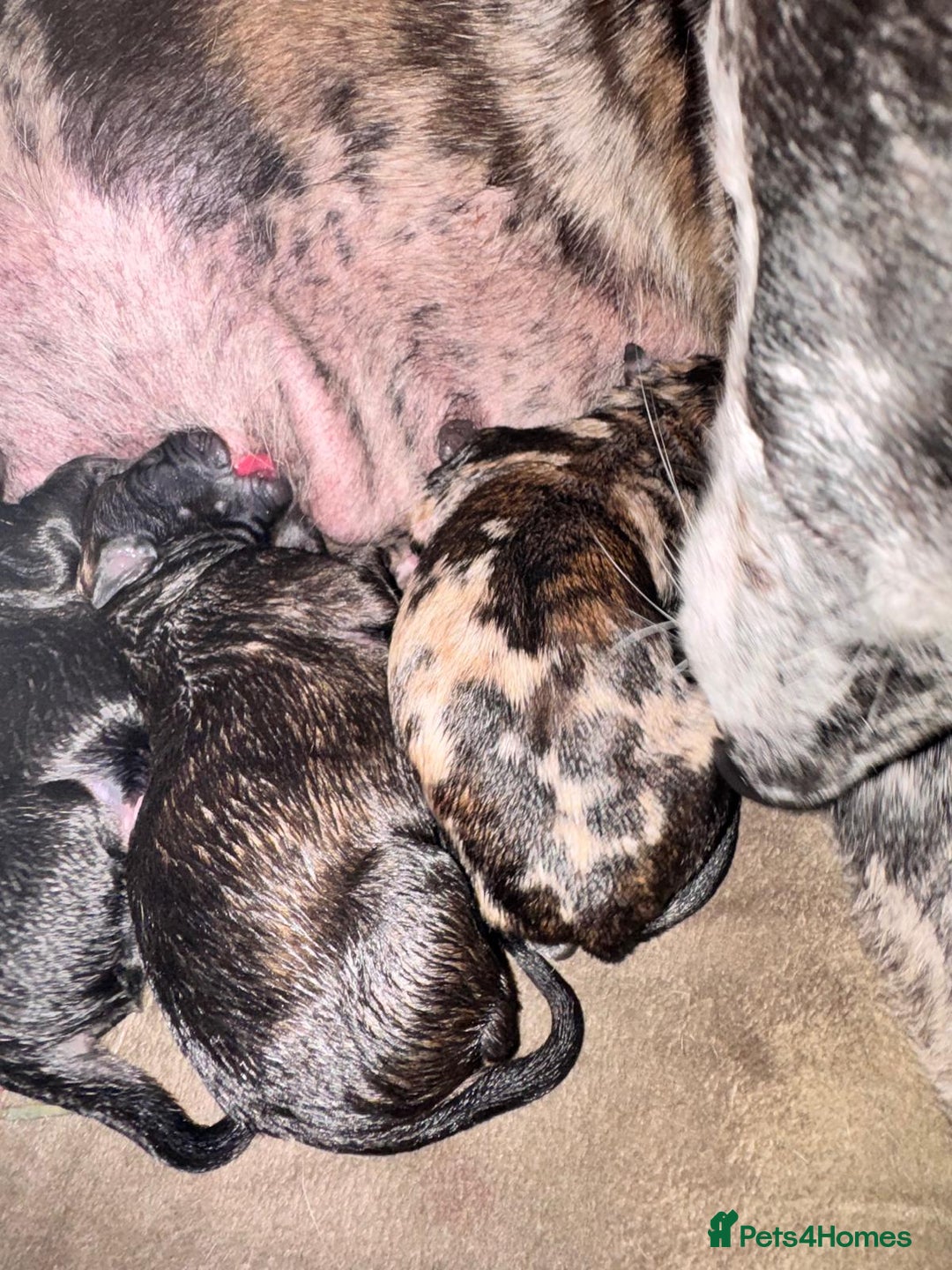 Whippet dogs for sale: Collie greyhound (GREYHOUND) - Image 12