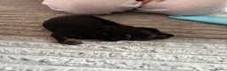 Dachshund dogs for sale: Miniature dachshund puppies  in Kelso - Advert 6