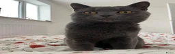 Mixed Breed cats for sale: Theo  in Manchester - Advert 4