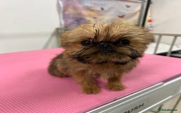Griffon Bruxellois dogs for sale: Stunning red rough puppy  - Image 5