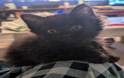 Mixed Breed cats for sale: Spynx X maincoon  - Image 8