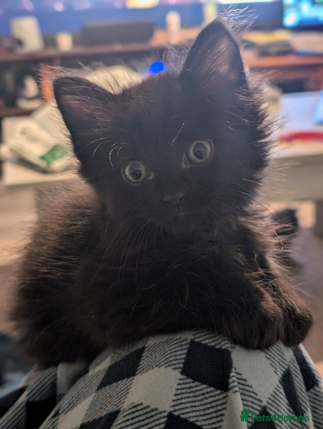 Mixed Breed cats for sale: Spynx X maincoon  - Image 8