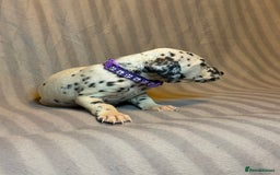 Dalmatian dogs for sale: Ready to Home Dalmatian Puppies  - Image 23
