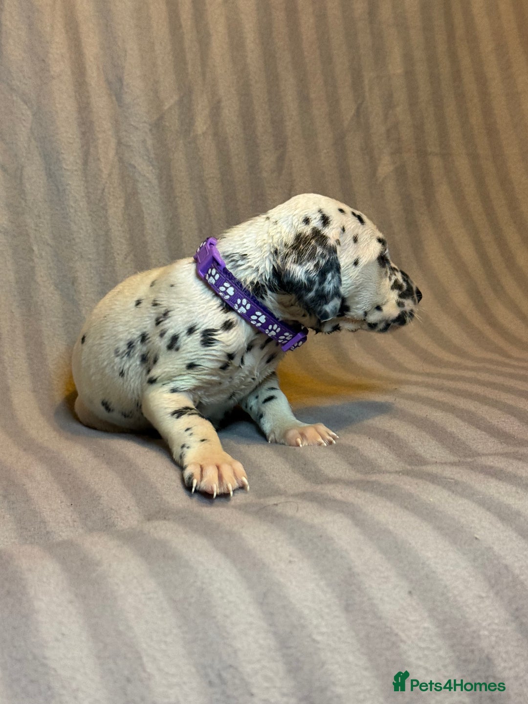 Dalmatian dogs for sale: Ready to Home Dalmatian Puppies  - Image 23