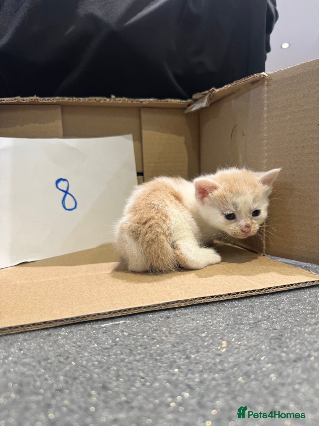 Mixed Breed cats for sale: British shorthair mix kittens  - Advert 22