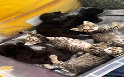 Mixed Breed cats for sale: Beautiful kittens 🐈‍⬛  - Image 8