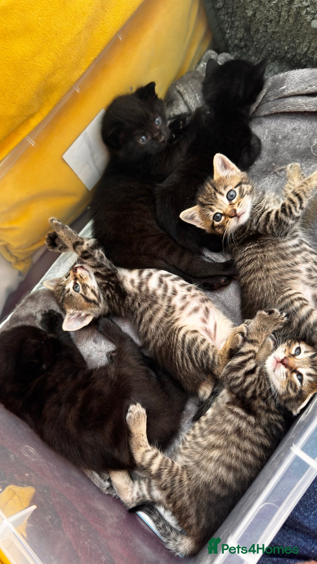 Mixed Breed cats for sale: Beautiful kittens 🐈‍⬛  - Image 8