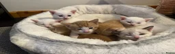 Khao Manee cats for sale: White softest/ cutest/luckyest Cat ever seen - Advert 2