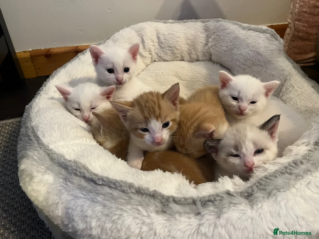 Khao Manee cats for sale: White softest/ cutest/luckyest Cat ever seen - Advert 2