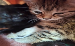 Domestic Shorthair cats for sale: 4 kitten 2 male 2 female  - Image 2