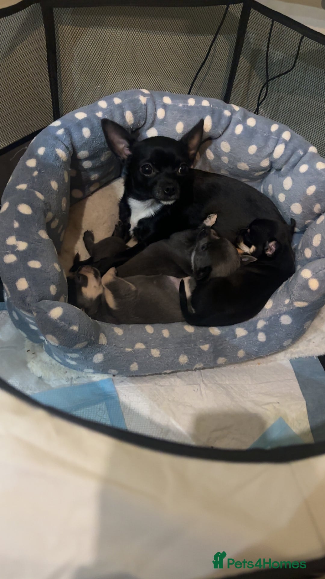 Chihuahua dogs for sale: Chihuahua puppies 2 female, 1 male  - Advert 10