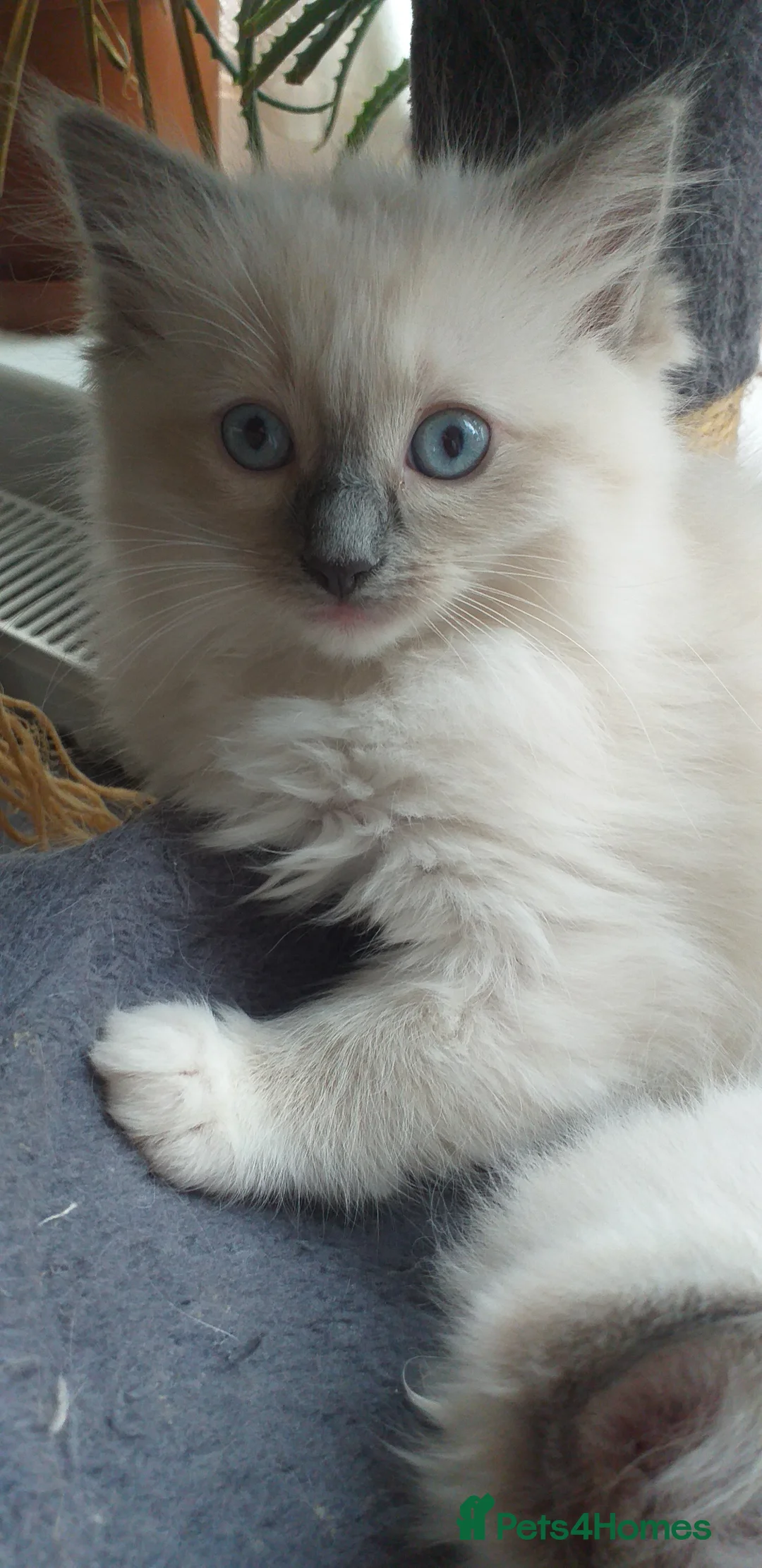 Ragdoll cats for sale: Beautiful Ragdoll Kittens - Advert 2
