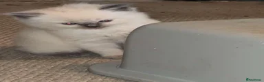 Ragdoll 1
