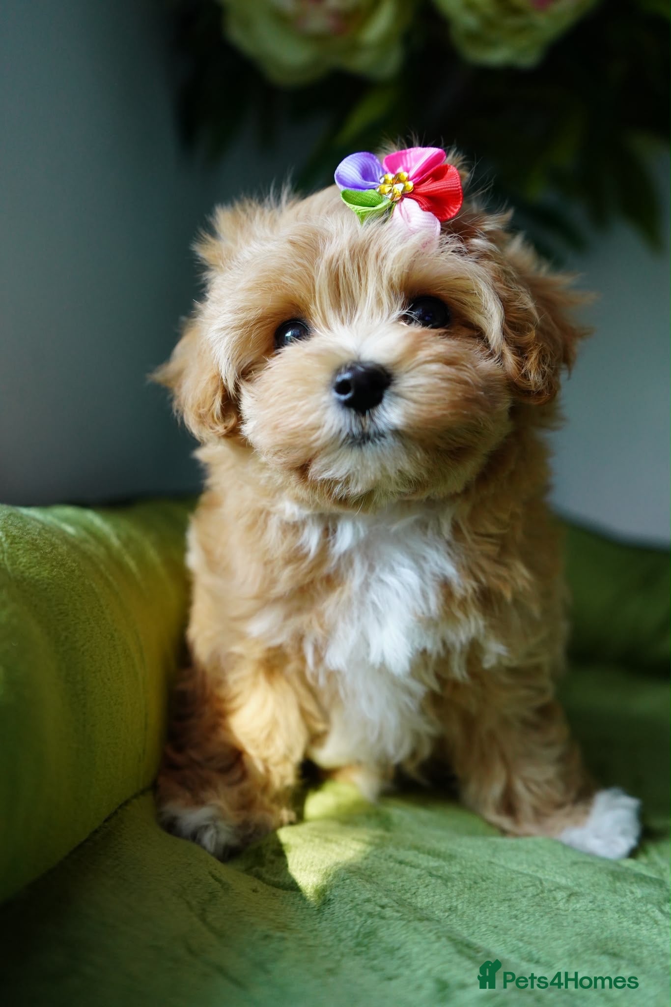 Maltipoo dogs Exceptional F1 Asian Maltipoo puppies - Advert 5