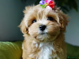 Maltipoo dogs Exceptional F1 Asian Maltipoo puppies - Advert 5