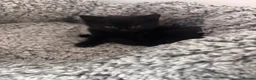 Mixed Breed cats for sale: Kittens for sale  - Advert 3