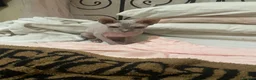 Sphynx cats for sale: Special person wanted for loving girl sphynx  - Advert 6