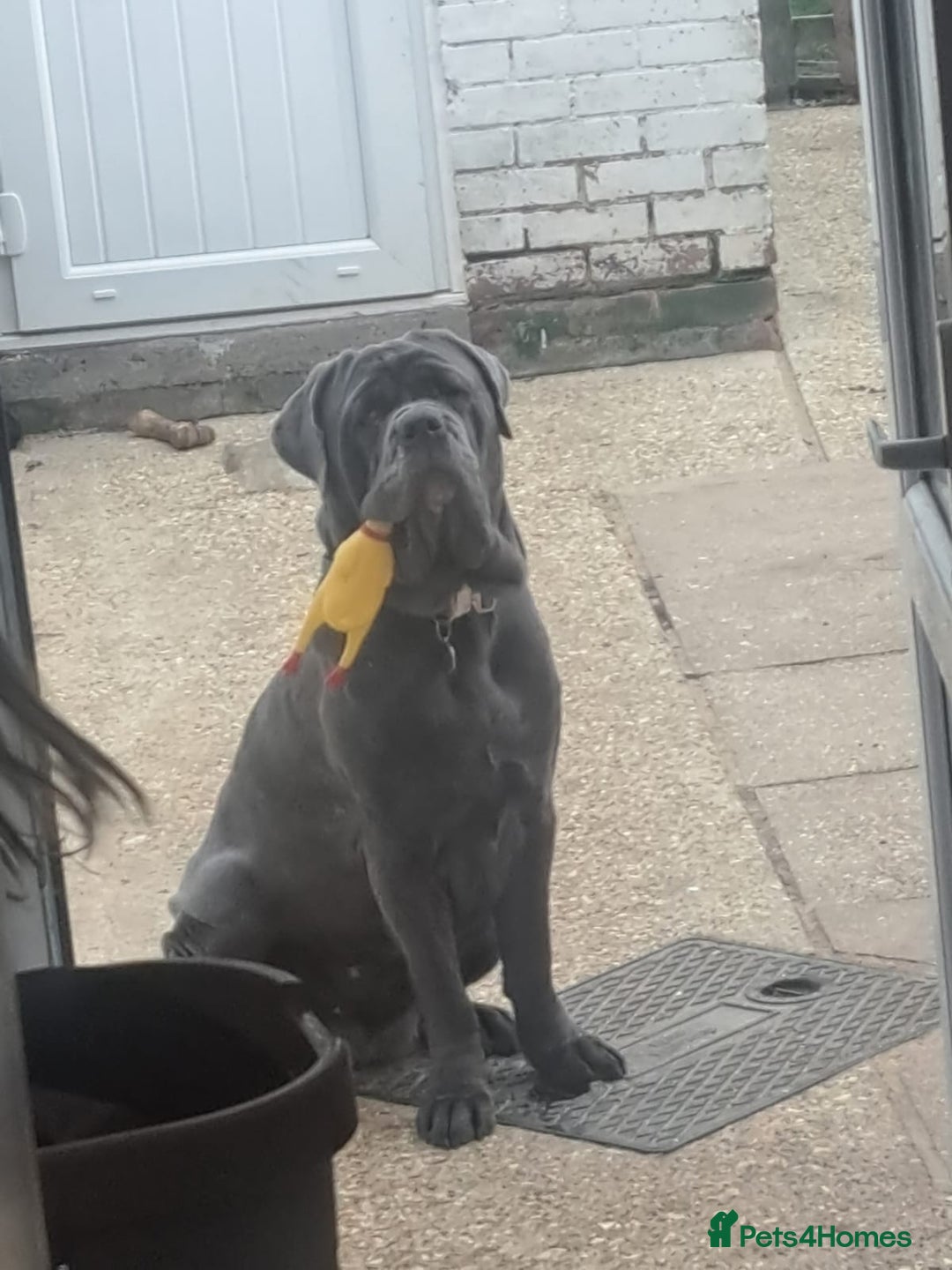 Neapolitan Mastiff dogs for sale: Neopolitan mastiff 2 years  - Advert 1