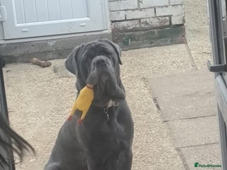 Neapolitan Mastiff dogs Neopolitan mastiff 2 years - Advert 2