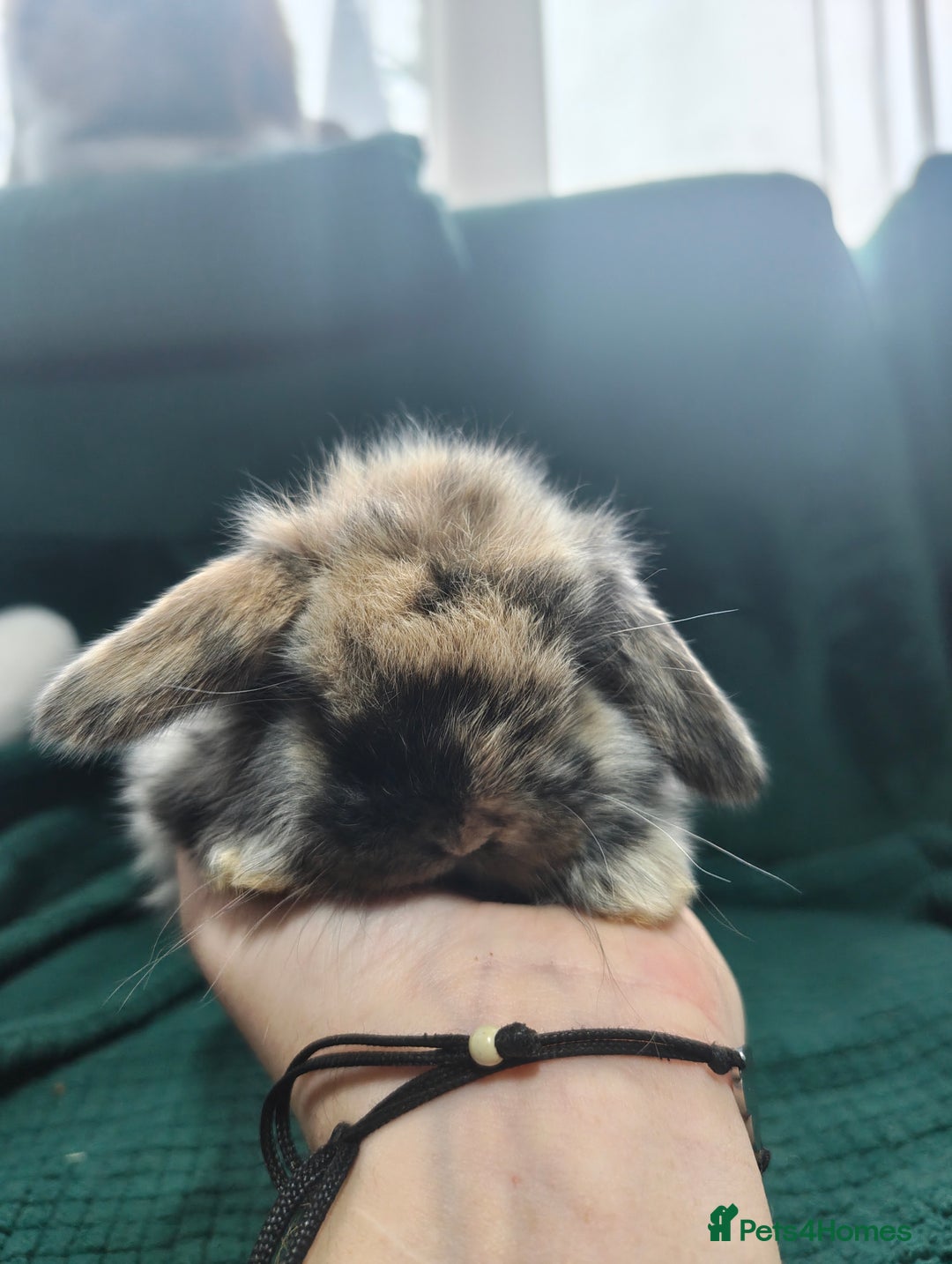 Mini Lop rabbits for sale: Beautiful Harlequin & Tri mini lop does   - Advert 3