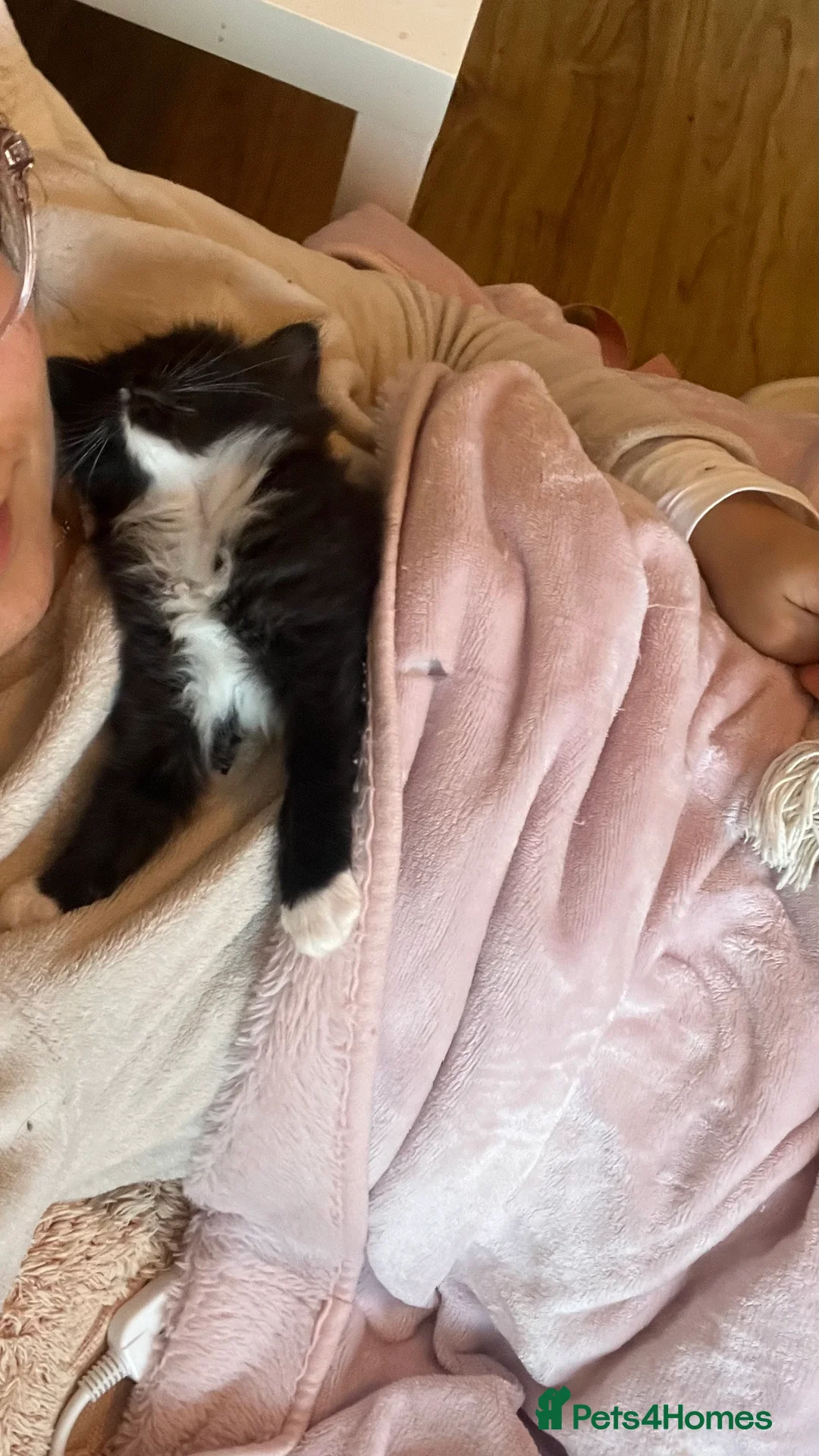 Ragdoll cats for sale:  Reserved! Ragdoll Kittens- Fluffy, Very Cuddly  - Advert 7