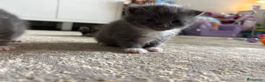 Mixed Breed Kitten 2
